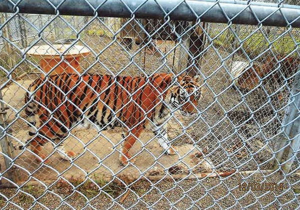 Clackamas County officials captured shots of a tiger pacing up and down its cage during a 2014 site visit to A Walk on the Wild Side’s Canby property. (Clackamas County)