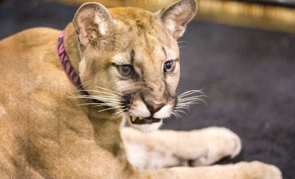 A Walk on the Wild Side displayed a cougar at the Jackson County Fair this month. (Paul Steele)