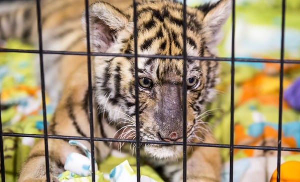 SORE SPOT: Zarah, a 3-month-old Bengal tiger, rubbed her face raw before the Jackson County Fair this month. “They rub,” says Cheryl Jones. “Some cats more so than others because they want to be out with you.” (Paul Steele)