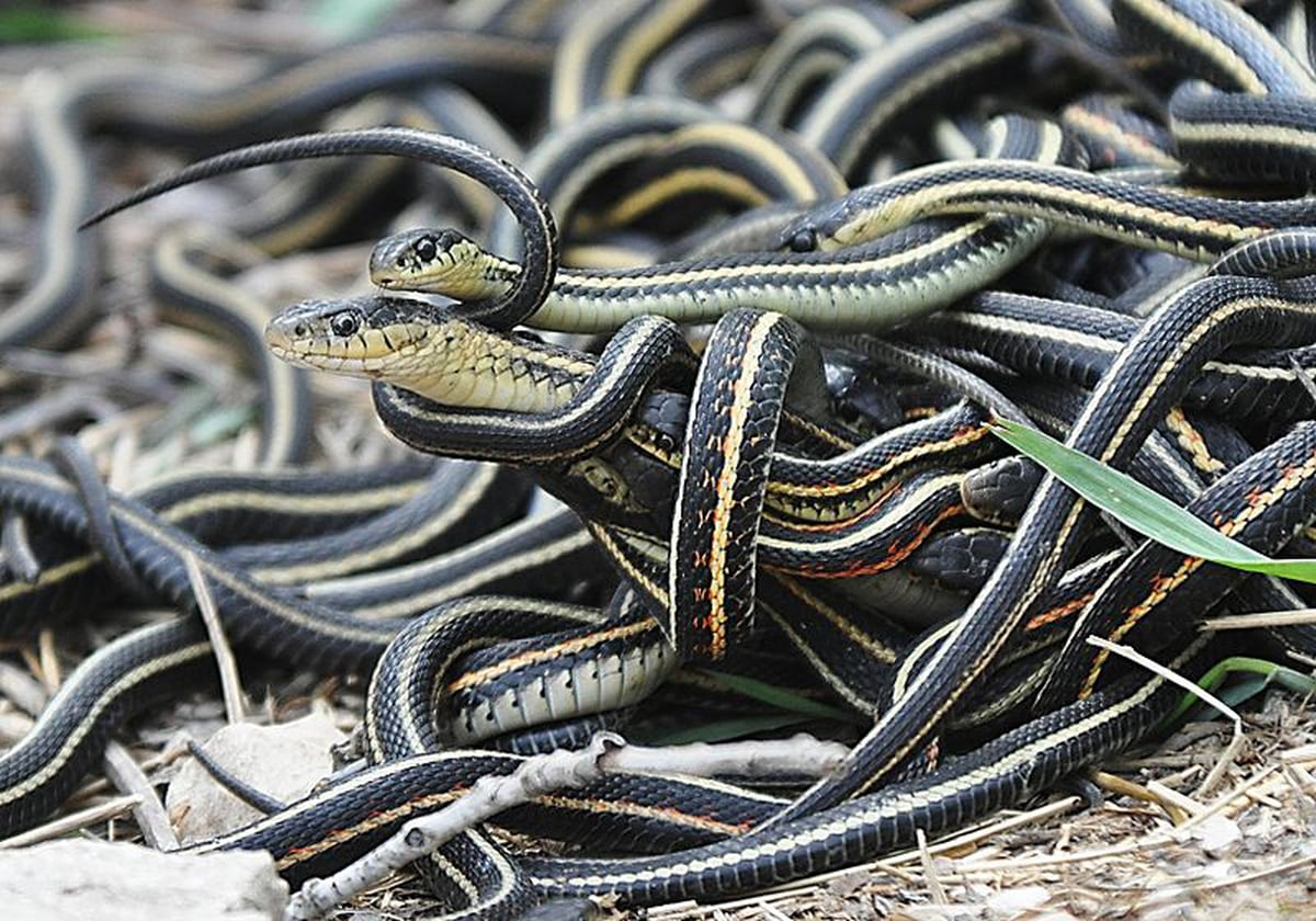 Garter Snakes Used To Be All Over Portland Where Did They Go