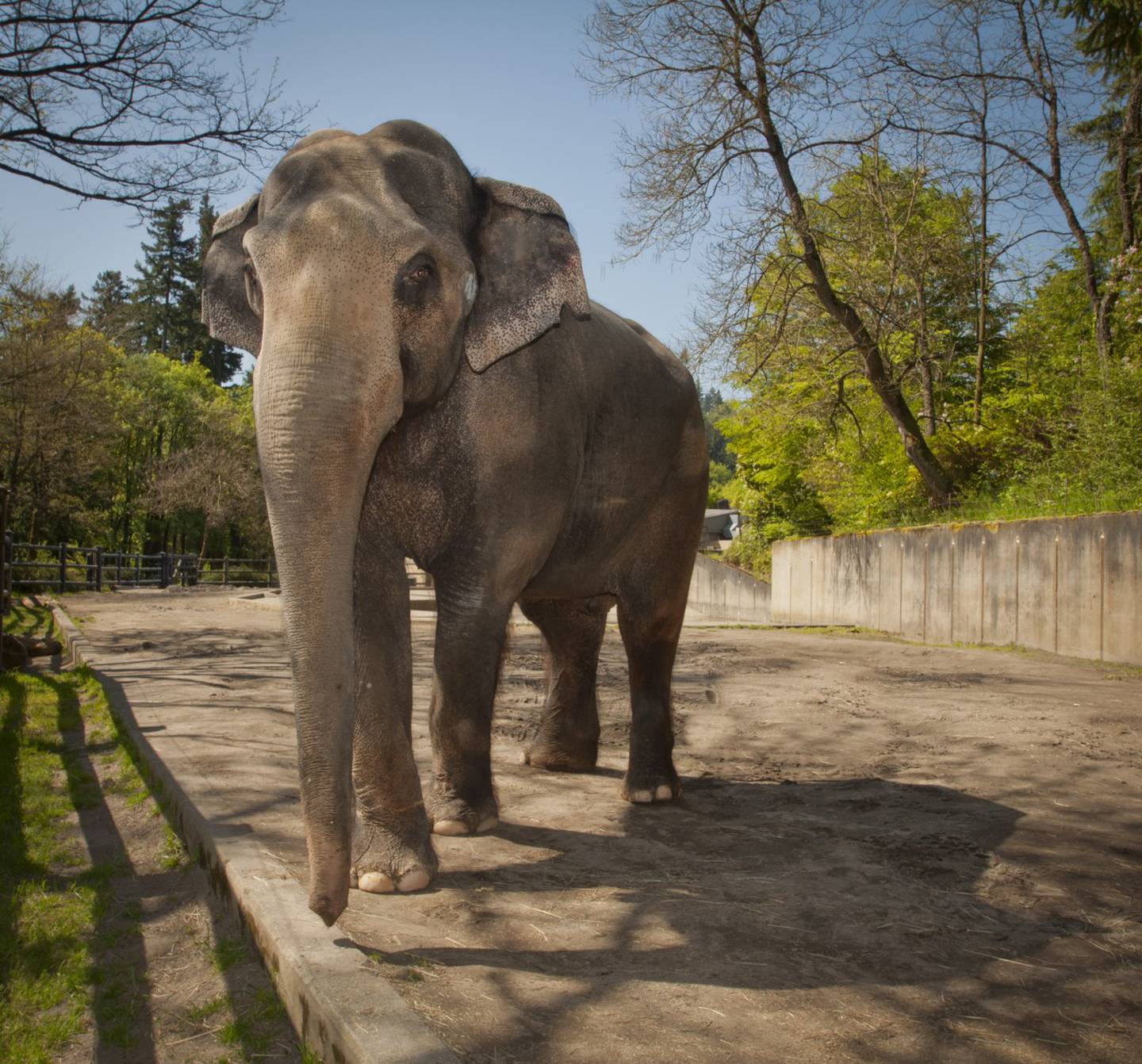 Слоновый год. Орегонский зоопарк Портленд. Орегонский зоопарк @ Oregon Zoo. Индийский слон. Индийский слон в зоопарке.