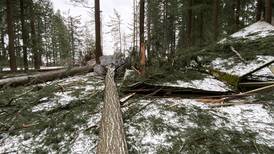 Top of Mount Tabor “Destroyed” by Downed Fir Trees
