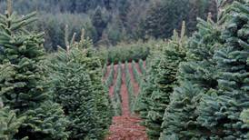 Is It More Environmentally Friendly to Buy a Christmas Tree on a Lot or Visit a Tree Farm?