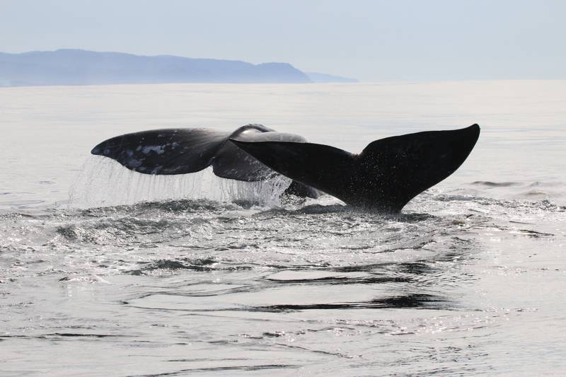 Oregon State University researchers are studying gray whales along the Oregon Coast.