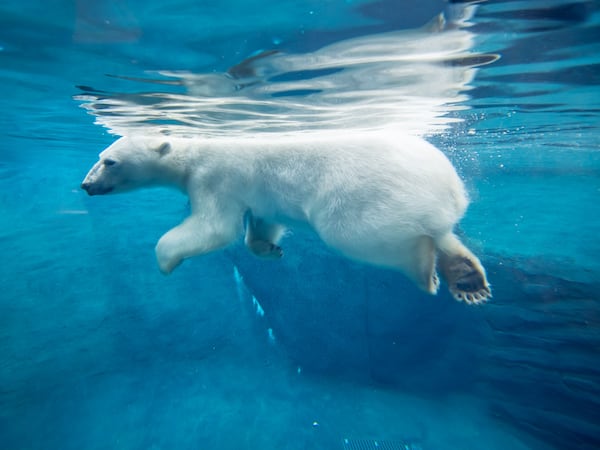 The Oregon Zoo’s Polar Bears Keep Setting Records for Scientists