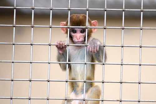 Primate Center Would Cost More to Close Than to Keep Open, OHSU-Funded Study Says