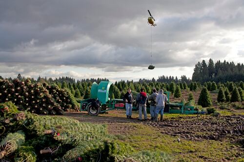 The Price of an Oregon Christmas Tree Nearly Doubled in Five Years