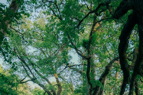 Oregon Summer Day Trip: Ridgefield