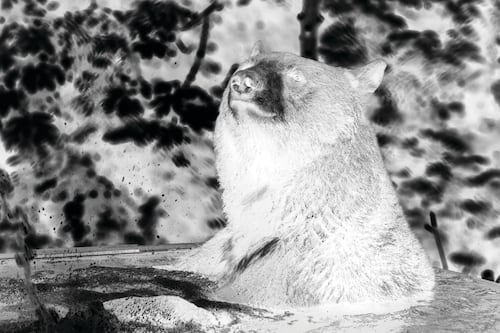Why Isn’t the Oregon Zoo Haunted?