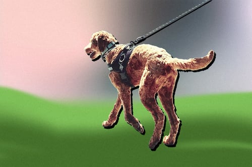 Tips for a Great Portland Dog Walk, According to Pros