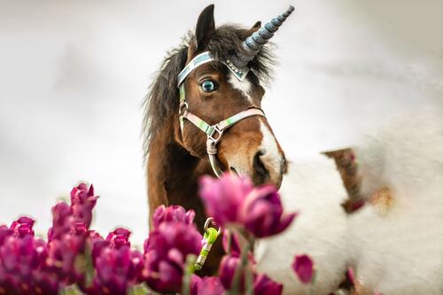 The Pets Issue: Once Again, We Honor Our Favorite Furry Portlanders