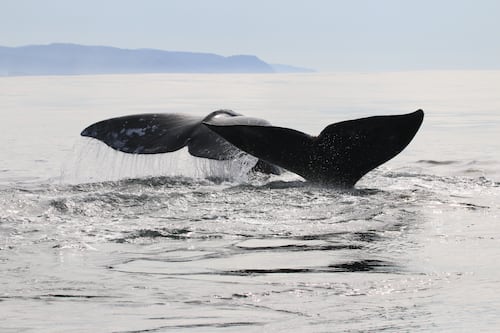 Trained Volunteers Will Not Be Stationed at Viewing Sites for March’s Whale Watching Week