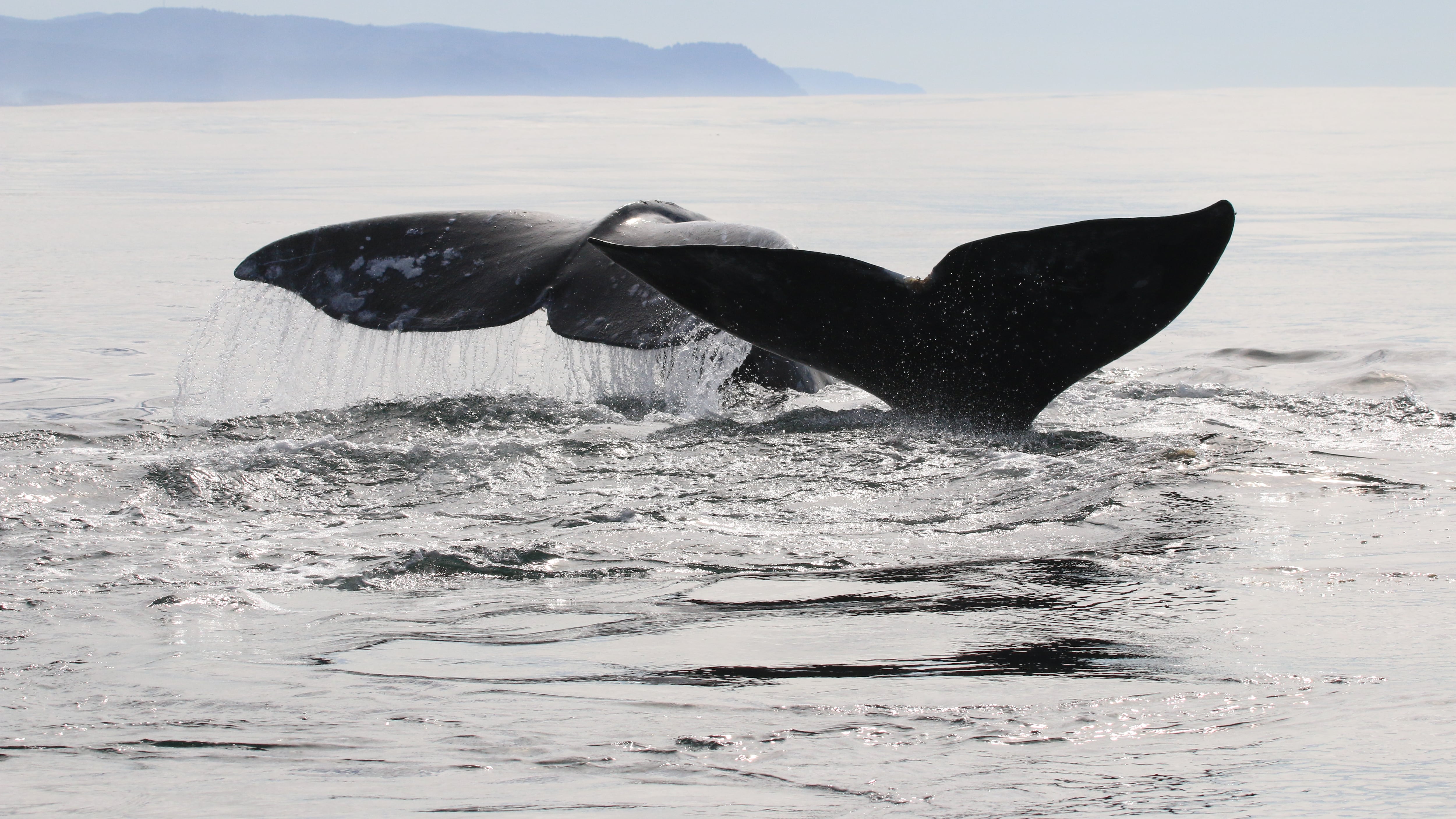 Oregon State University researchers are studying gray whales along the Oregon Coast.