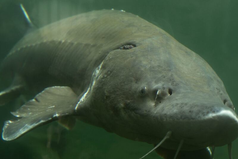 Bonneville Lock, Dam & Fish Hatchery