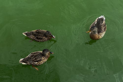 OHA Lifts Toxic Algae Bloom Advisory in the Willamette River