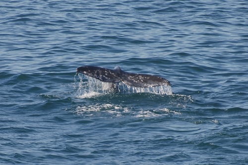 Winter Whale Watch Week Returns to the Coast With Trained Volunteers