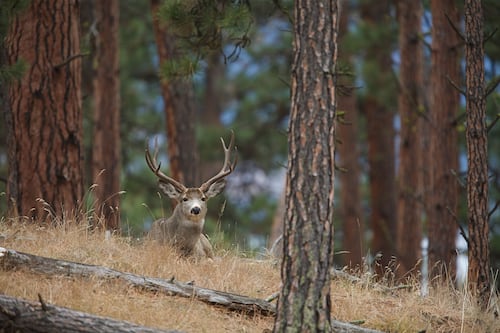 State Petition to Ban Hunting and Fishing Fails First Signature Verification Step