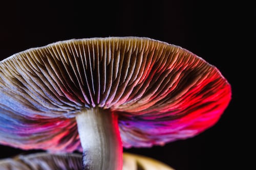 Another Psilocybin Trip Center Reaches the End of the Road