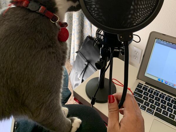 The “True Crime Cat Lawyer” Podcast Recounts Northwest Killings and Disappearances With the Help of a Tuxedo-Coated Feline