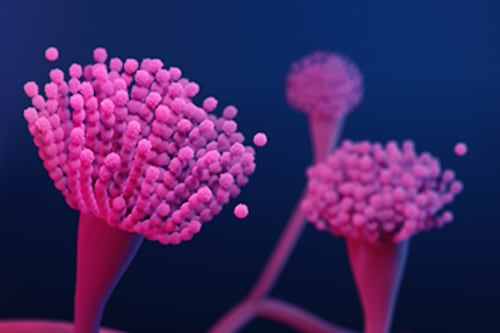 A New Test Required by Oregon for a Common Fungus Could Crush the Pre-Roll and Flower Industries