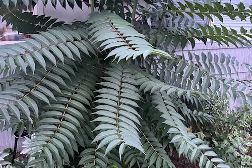 What Is the City’s Plan for Dealing With the Tree of Heaven?
