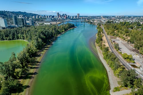 A Megabloom of Toxic Algae Is Turning the Willamette River Bright Green, Again