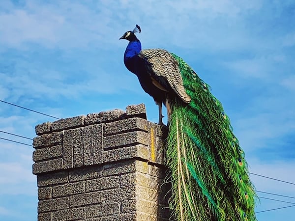 A Wayward Peacock Showed Up in Creston-Kenilworth in March and Became the Star of the Neighborhood