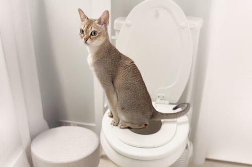 The Founder of a Portland Startup Wants to Help You Toilet Train Your Cat