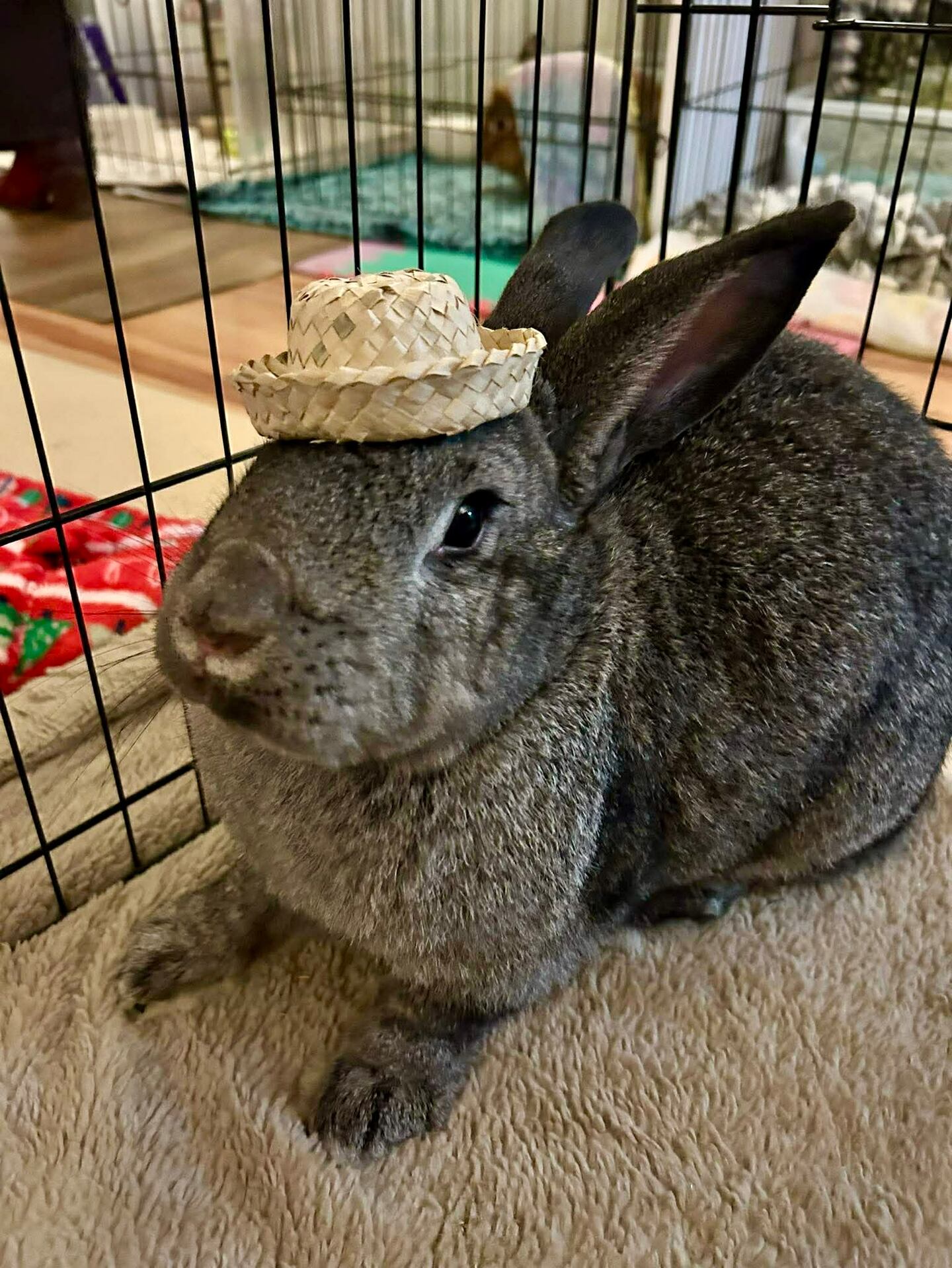 Avalon Microsanctuary Provides Shelter for Abandoned Rabbits and ...