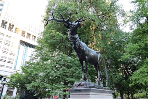 Readers Respond to ECT, Council Travel, and the Westward-Facing Elk