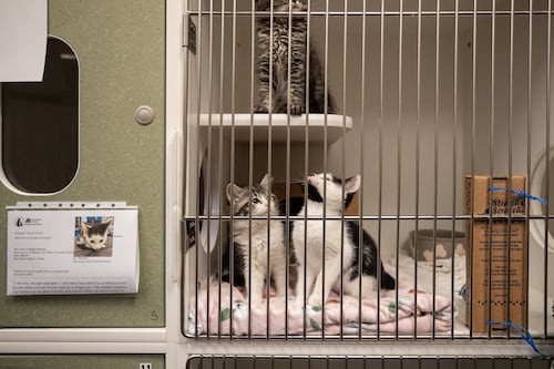 Auditor Says New Animal Services Director ‘Misled’ Multnomah County About His Work Experience