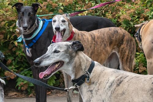 The Portland Greyhound Walking Club Is as Silly (and Sublime) as It Sounds