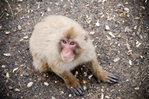 Despite Trump Administration Threats, Federal Funds Keep Flowing to Primate Center