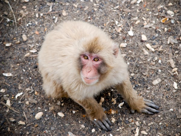 Despite Trump Administration Threats, Federal Funds Keep Flowing to Primate Center