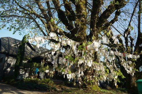 WW’s Ranking of Celebrity Trees of Portland