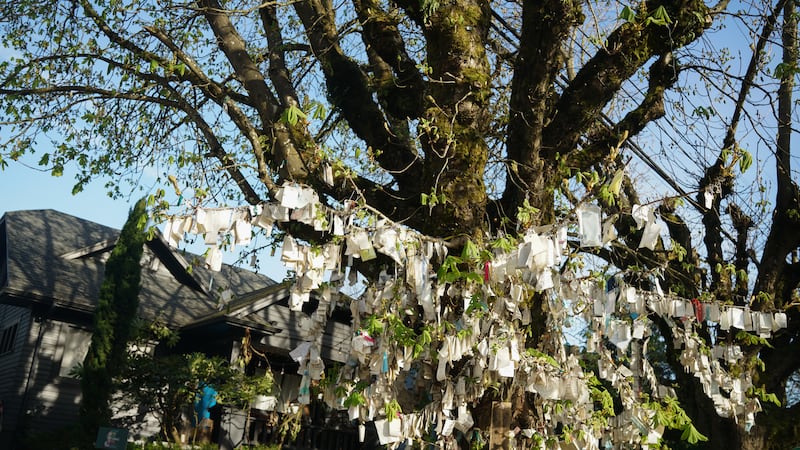 WW’s Ranking of Celebrity Trees of Portland