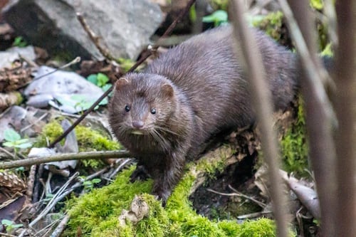 Murmurs: Llewellyn Elementary Cools Down