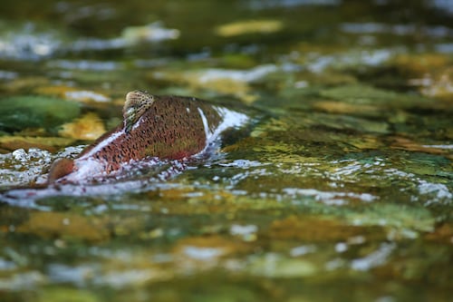 Work Begins on a Salmon “Rest Stop” at Milwaukie Bay Park