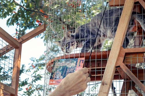 A Look at the Coolest Stops on Portland’s 14th Annual Catio Tour