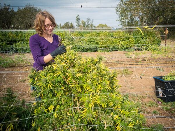 East Fork Cultivars’ Hemp Bar Is a Hybrid Dispensary, Mocktail Lounge, CBD Outlet, and Vegan Cafe