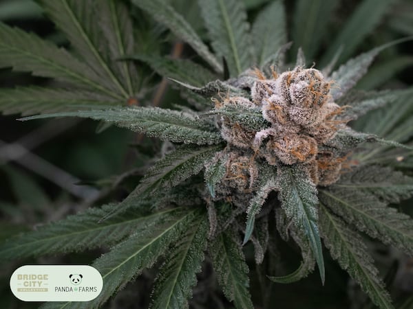 $4 Grams of Select Panda Farms Strains