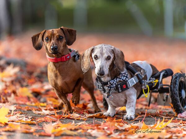Mini Cooper & Flap Jack