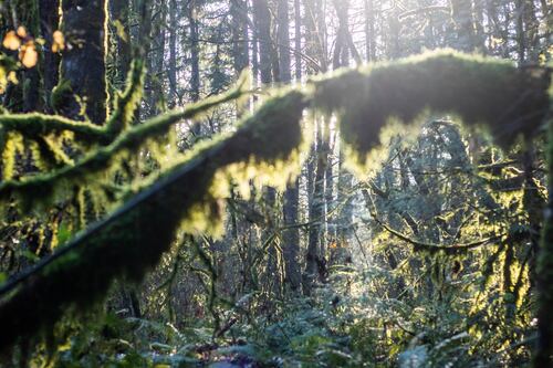 A Beginner’s Guide to Some of Portland’s Most Immersive Greenspaces