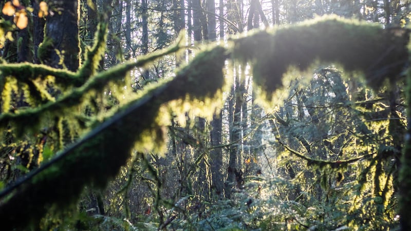 A Beginner’s Guide to Some of Portland’s Most Immersive Greenspaces