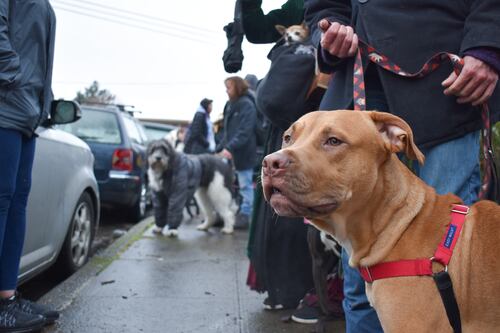 To Help Portland’s Poorest Pets, PAW Team’s Volunteer Vets Make Unhoused Calls