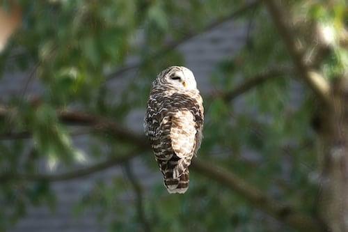 It’s the Season for Owl Watching in Your Local Park