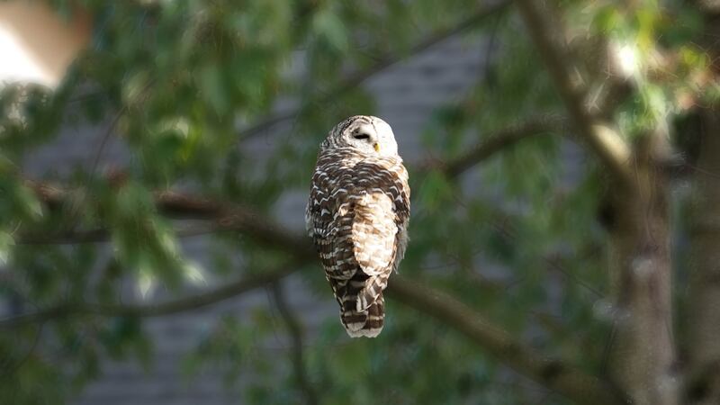 It’s the Season for Owl Watching in Your Local Park