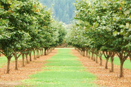 Hazelnuts Are a Bright Spot for Oregon Agriculture