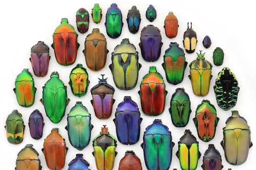 Christopher Marley’s Art Imitates Life in “Exquisite Creatures Revealed”