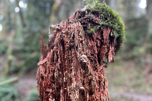 PGE’s Plan to Cut Trees in Forest Park Goes to City Council Thursday